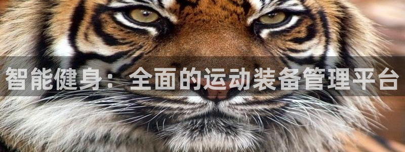 凯捷体育官网：智能健身：全面的运动装备管理平台